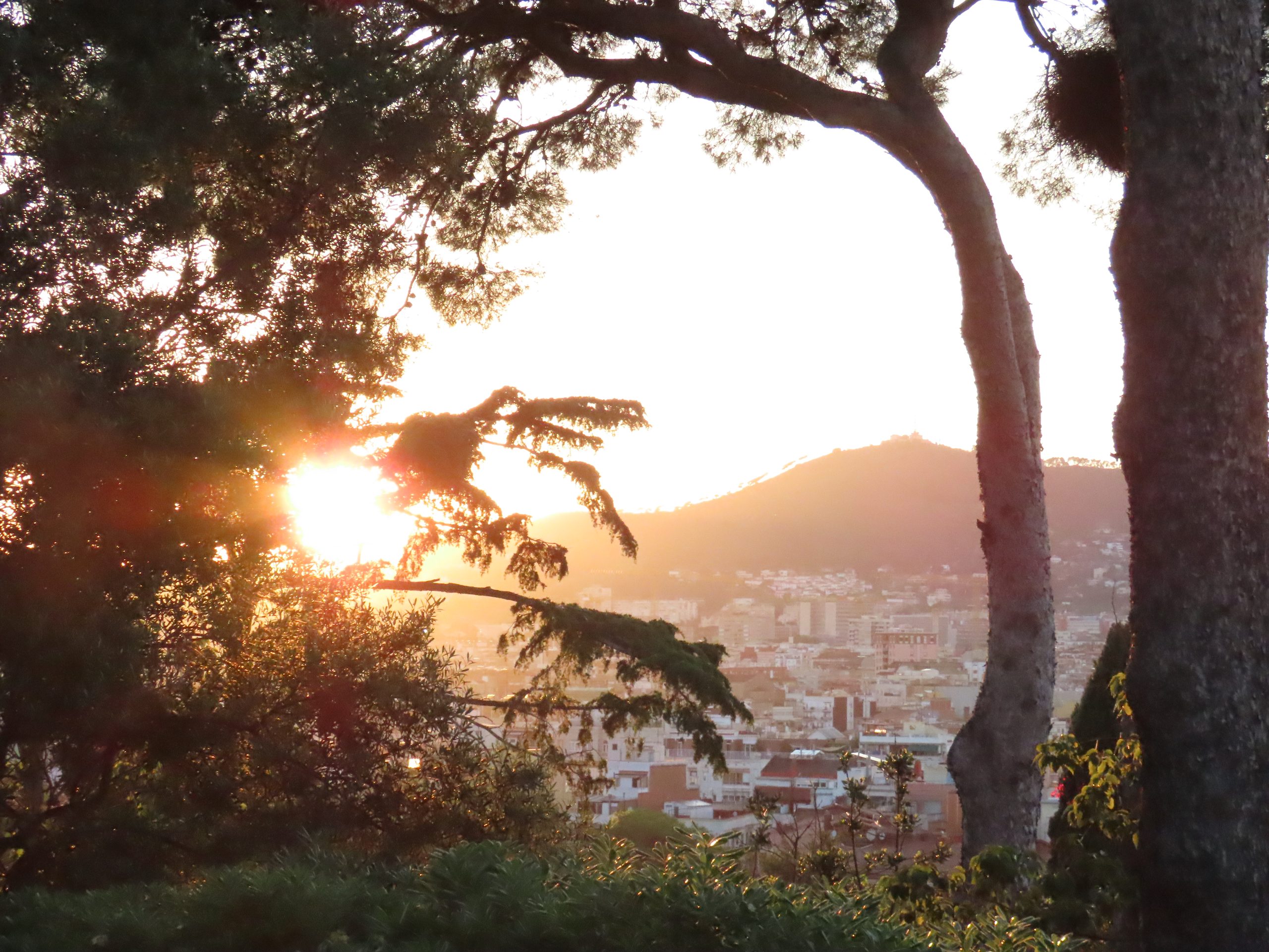 朝日に染まるバルセロナの街 Sunrise over Barcelona through trees