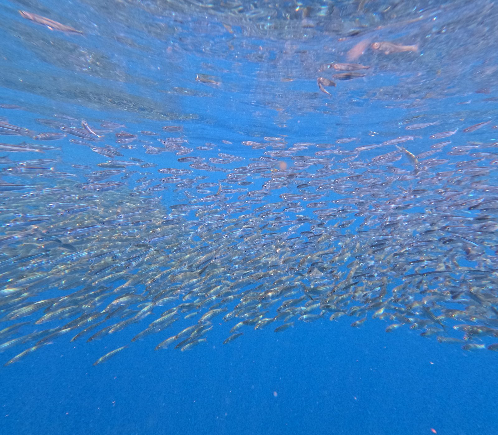 ボホール沖のサーディンラン(イワシの大群) Massive sardine school underwater off Bohol, Philippines