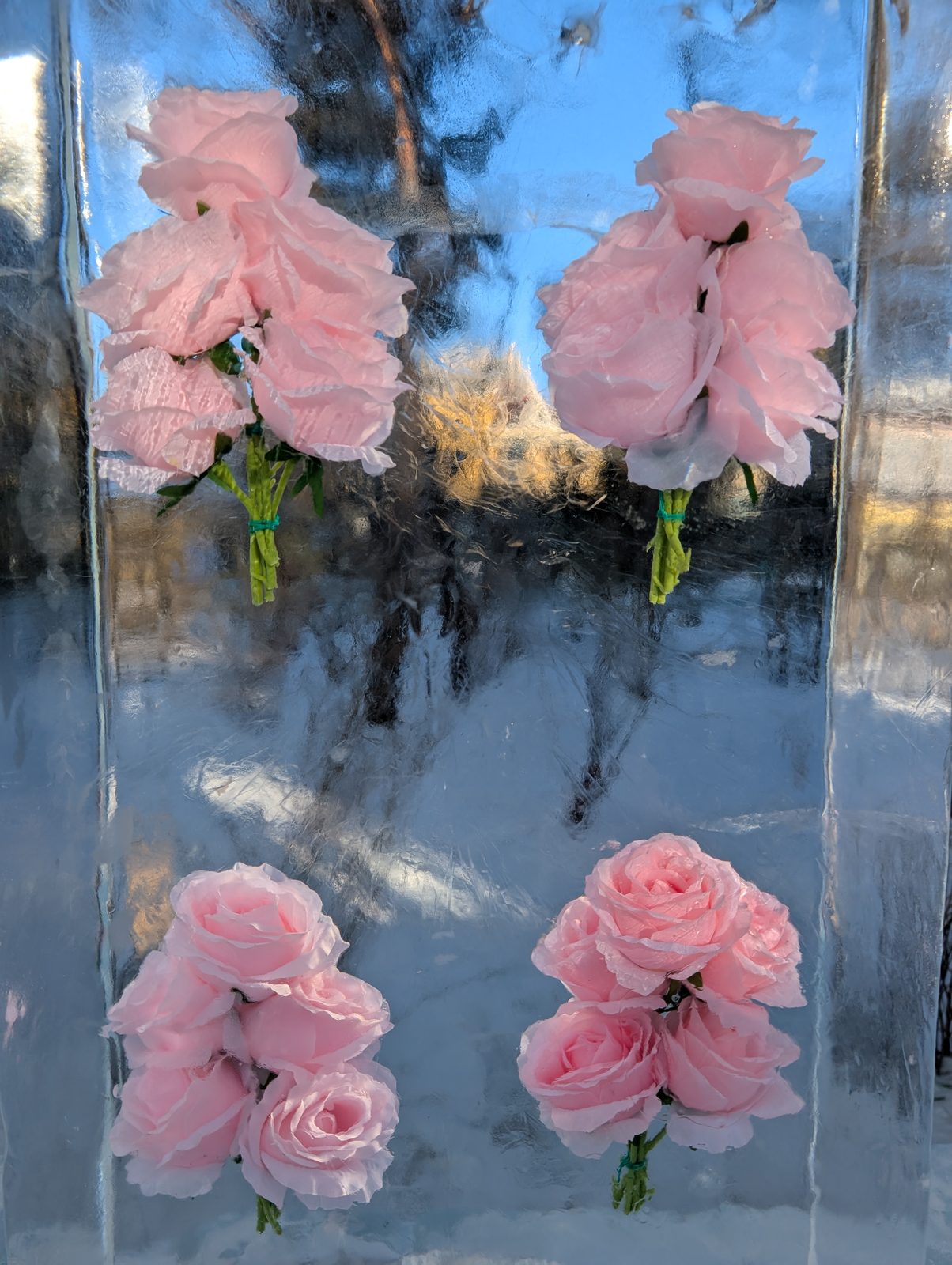 氷に閉じ込められたバラの装飾 Roses frozen inside ice blocks on a Harbin street