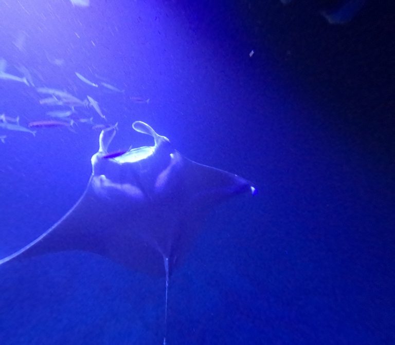 ナイトダイブで舞うマンタ A manta ray on a night dive, Hawaii