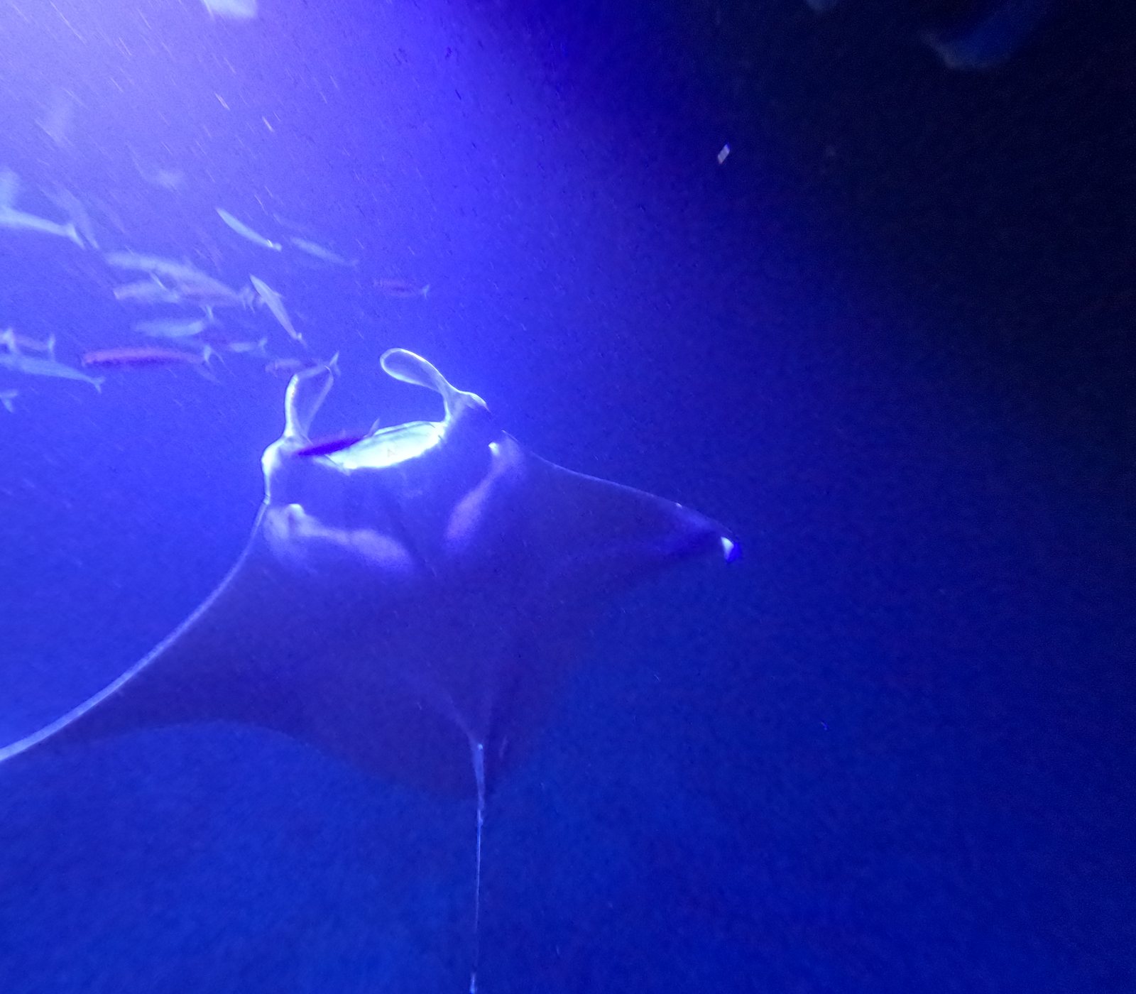 夜の海を舞うマンタ Manta ray on a night dive off Kona, Hawaii