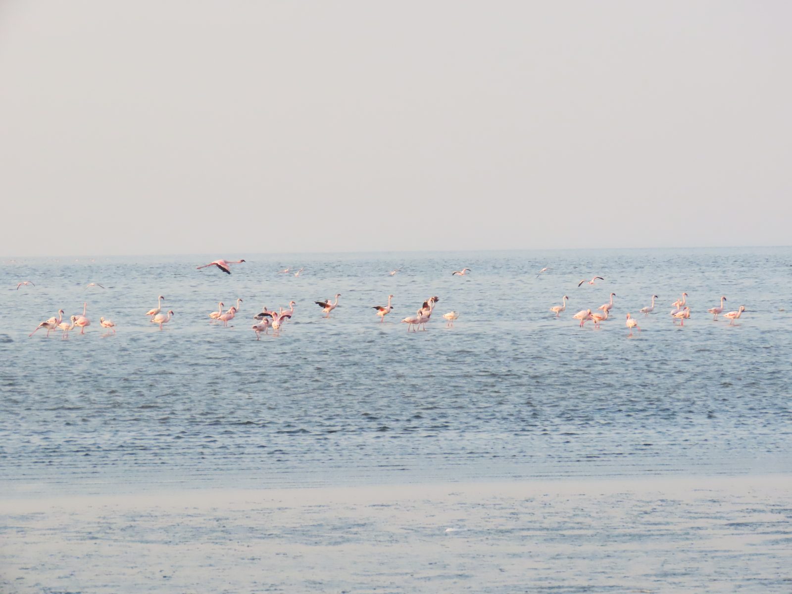 ナトロン湖のフラミンゴの群れ Flock of flamingos on Lake Natron