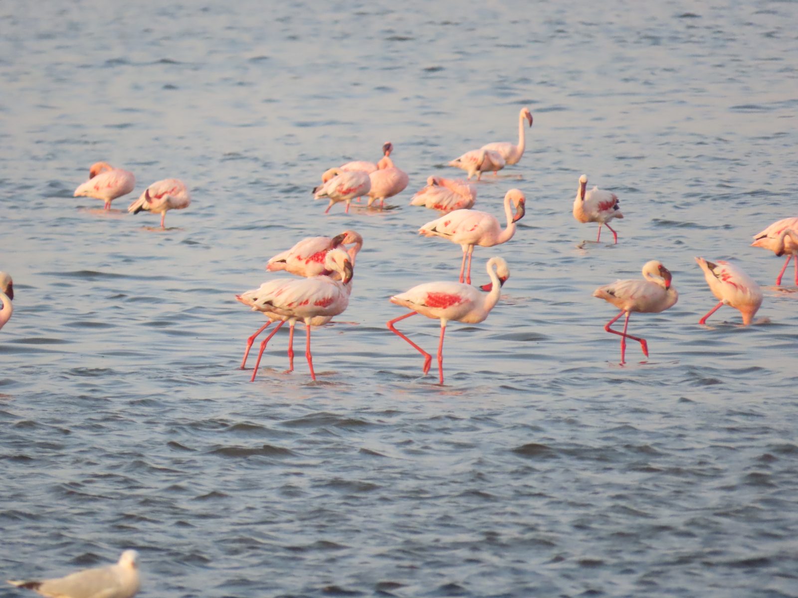 ナトロン湖のコフラミンゴの群れ Lesser flamingos wading in Lake Natron, Tanzania