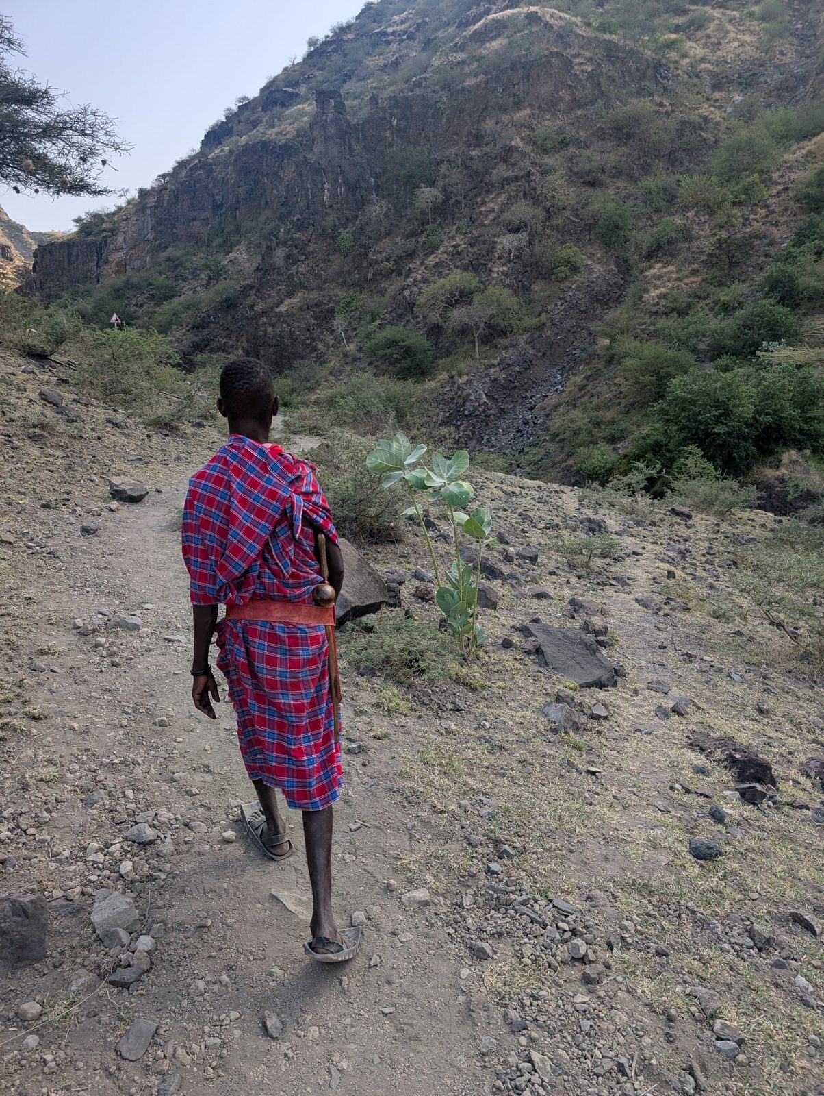 峡谷を先導するマサイのガイド Maasai guide leading the gorge walk to Ngare Sero waterfall