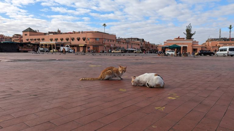 マラケシュの広場でくつろぐ猫 Cats resting in a Marrakech square