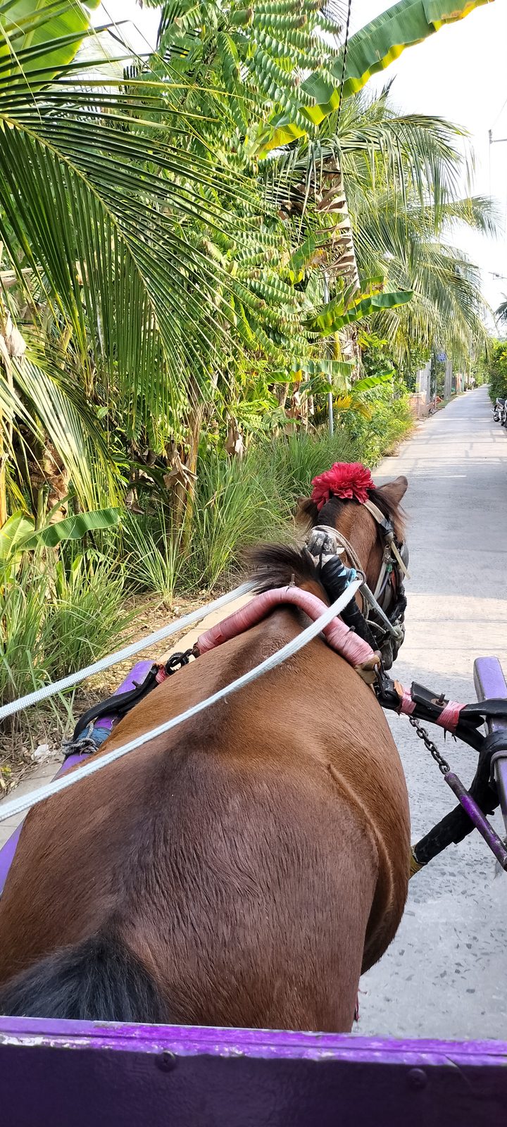 メコンの島の馬車体験 Horse cart ride on a Mekong Delta island
