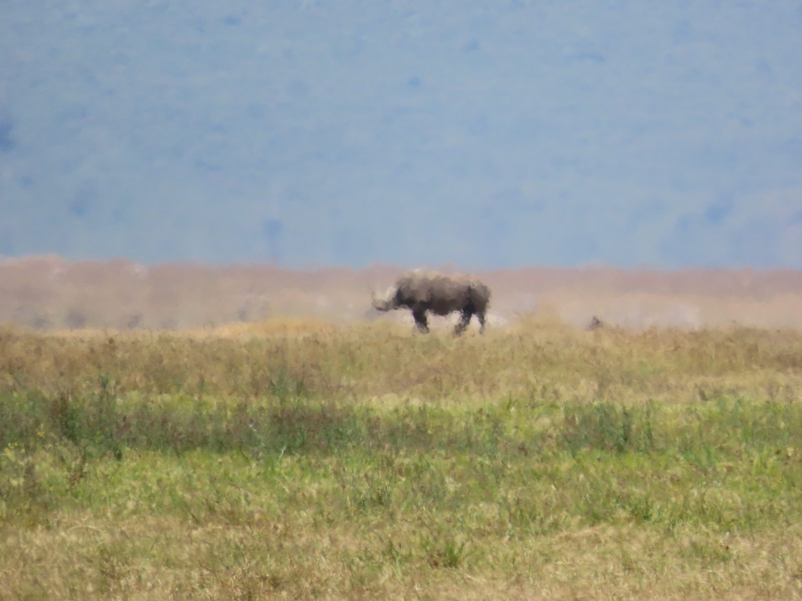 草原の遠くに見えるクロサイ Black rhino seen at a distance on the crater floor