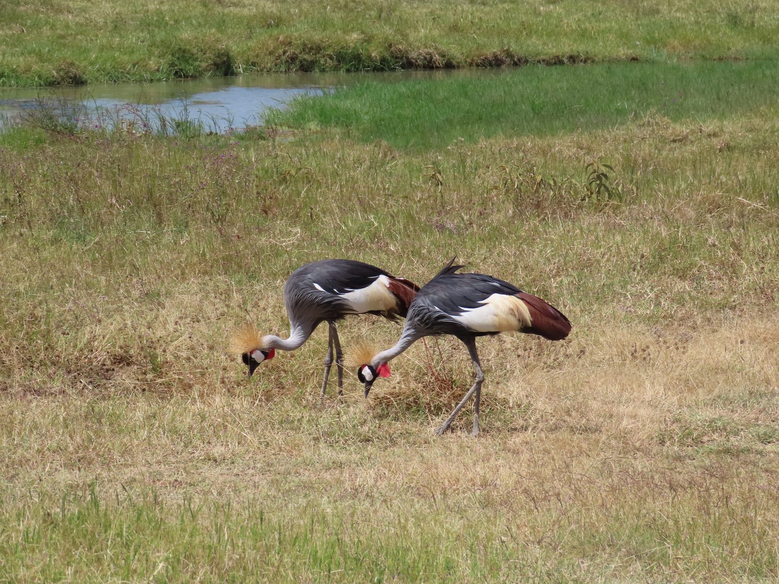 ホオジロカンムリヅルのつがい Grey crowned cranes on the crater floor