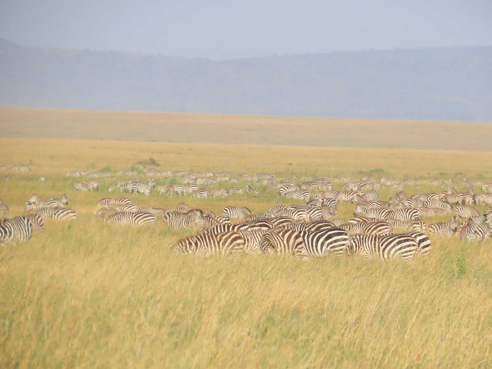 ンゴロンゴロのシマウマの群れ Zebra herds on the Ngorongoro Crater floor