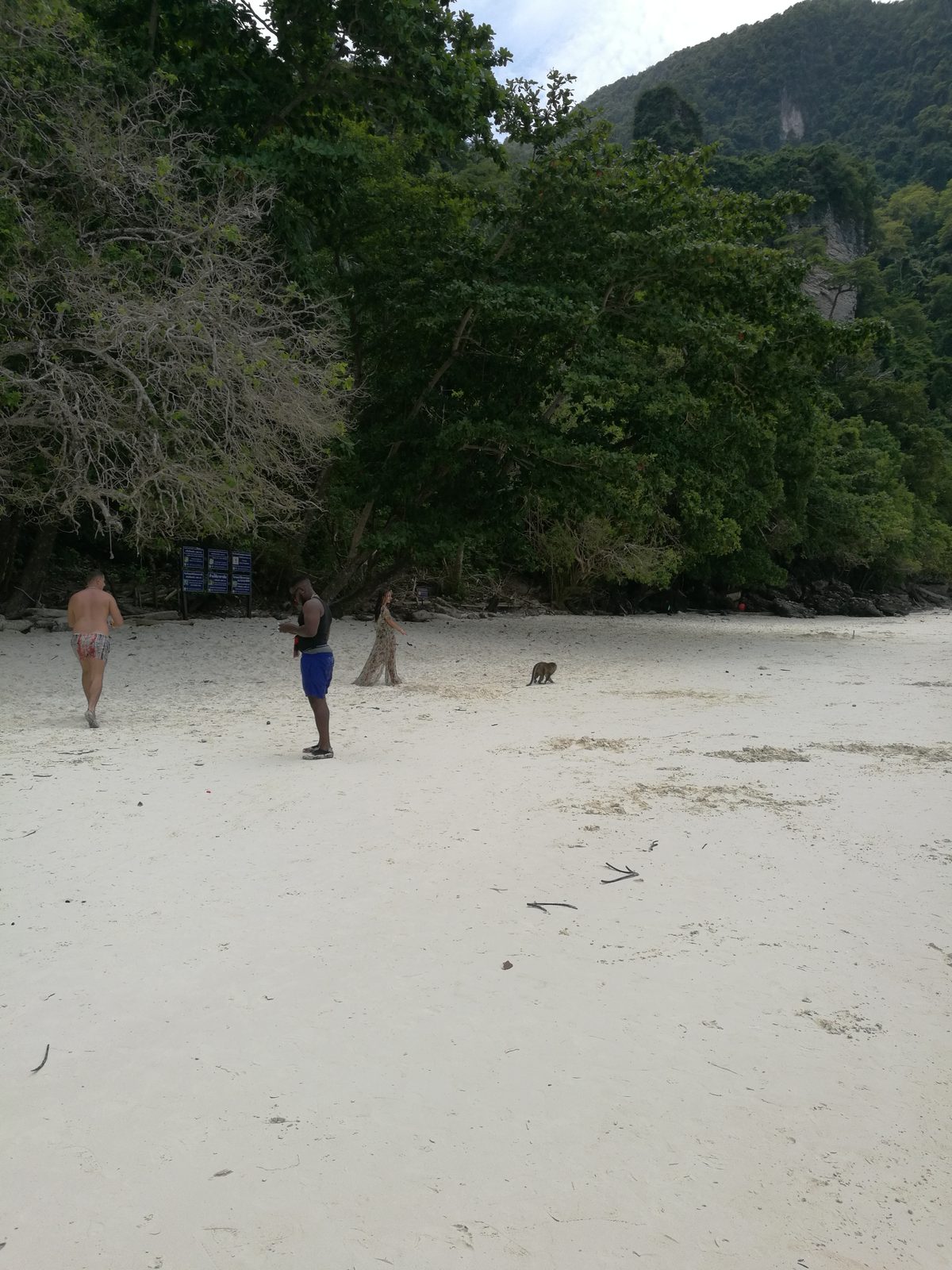 ピピ島モンキービーチの野生ザル Monkey Beach, Phi Phi Islands