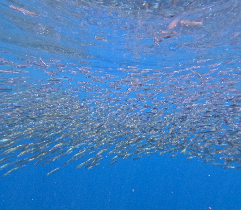 海中を埋め尽くす小魚の群れ A vast school of small fish underwater, Philippines