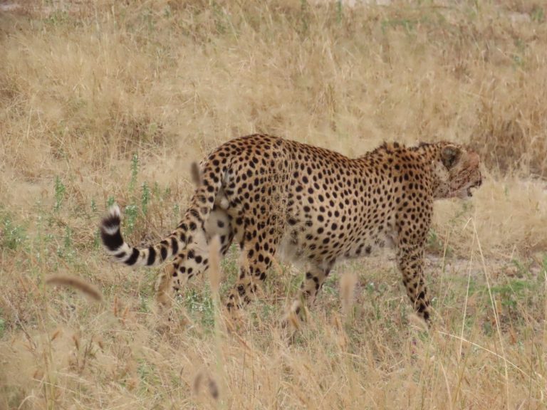 草原を歩くチーター A cheetah walking through the grass, Tanzania