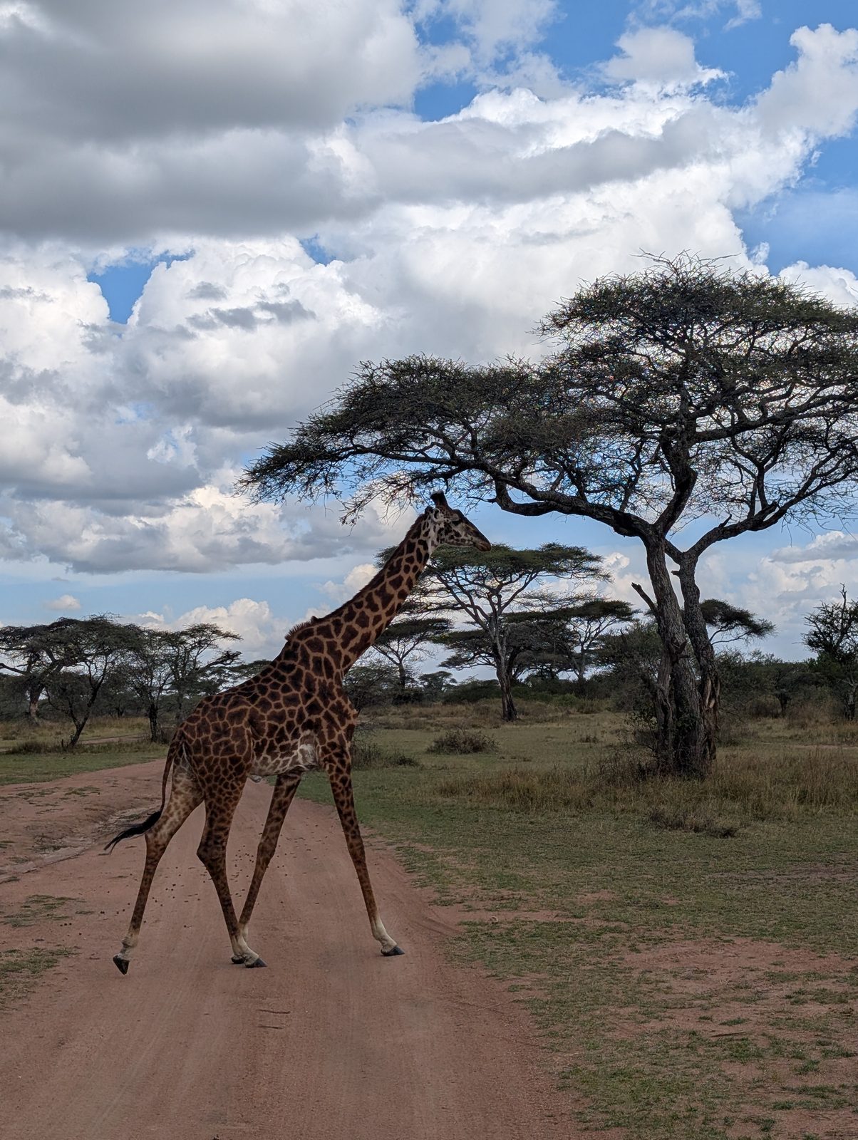 サファリロードを横切るマサイキリン Masai giraffe crossing the safari track, Serengeti