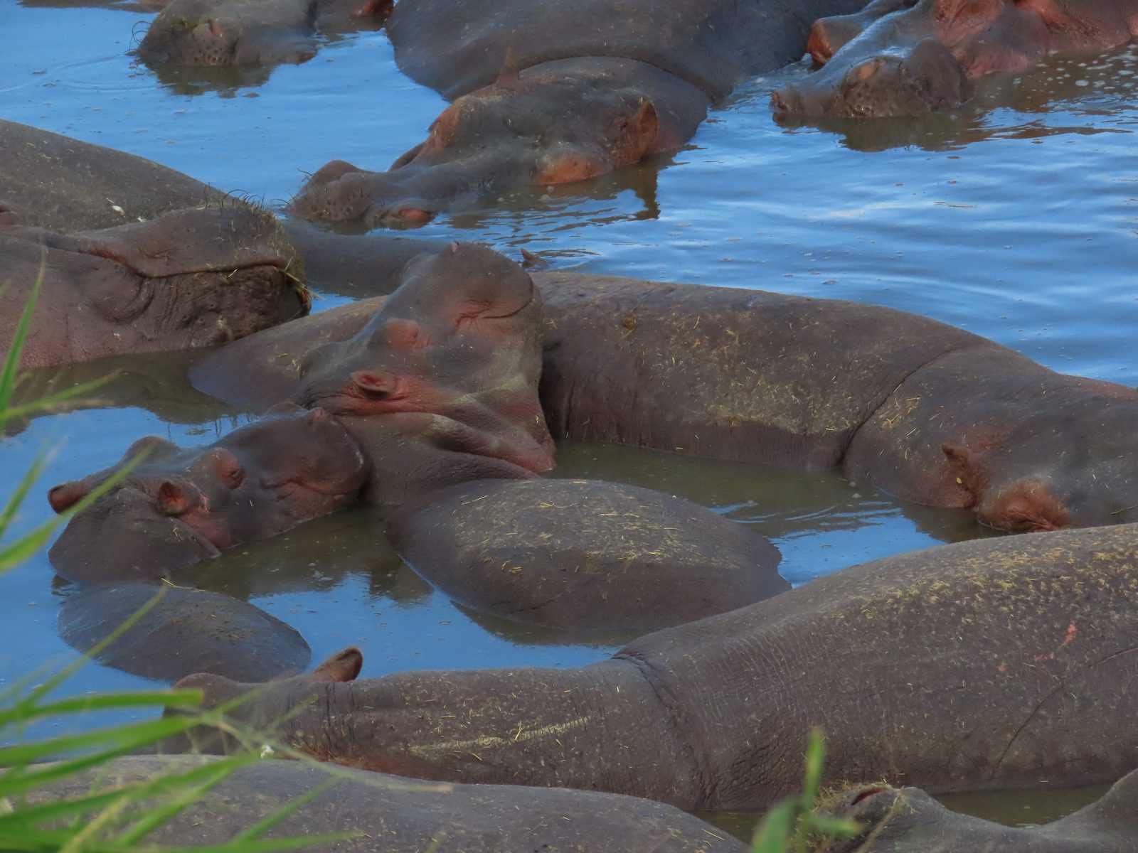 カバがひしめくセレンゲティのヒッポプール Hippo pool crowded with hippos, Serengeti