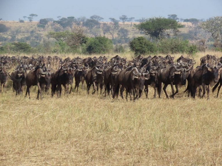 大移動するヌーの群れ A herd of wildebeest on the move, Serengeti