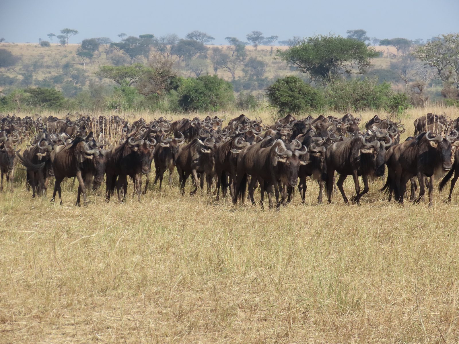 セレンゲティのヌーの群れ Herd of wildebeest in the Serengeti, Tanzania