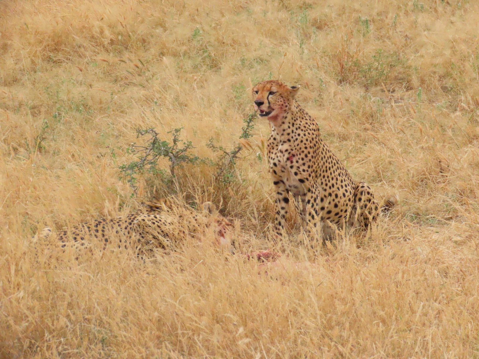 乾いた草原のチーター Cheetah in the dry savanna grass, Tanzania