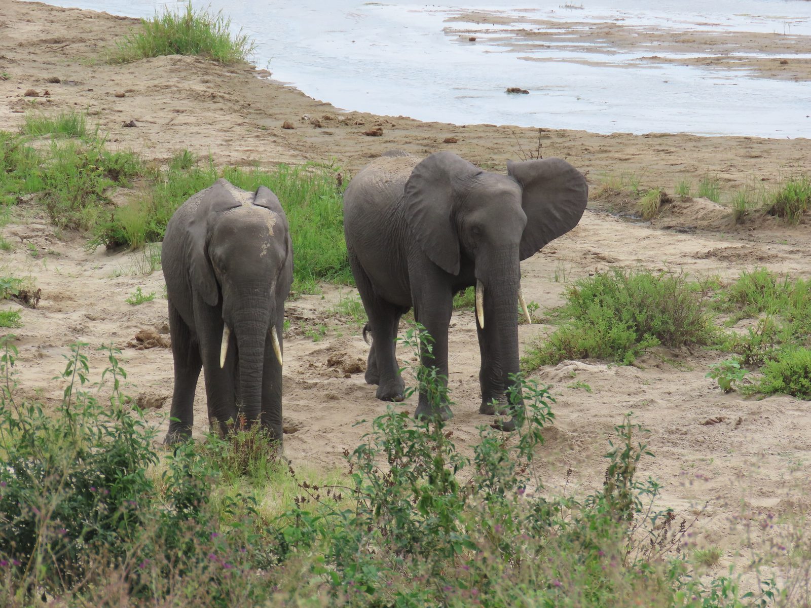 川辺に集まるアフリカゾウの群れ African elephants gathering at the riverbank, Tanzania