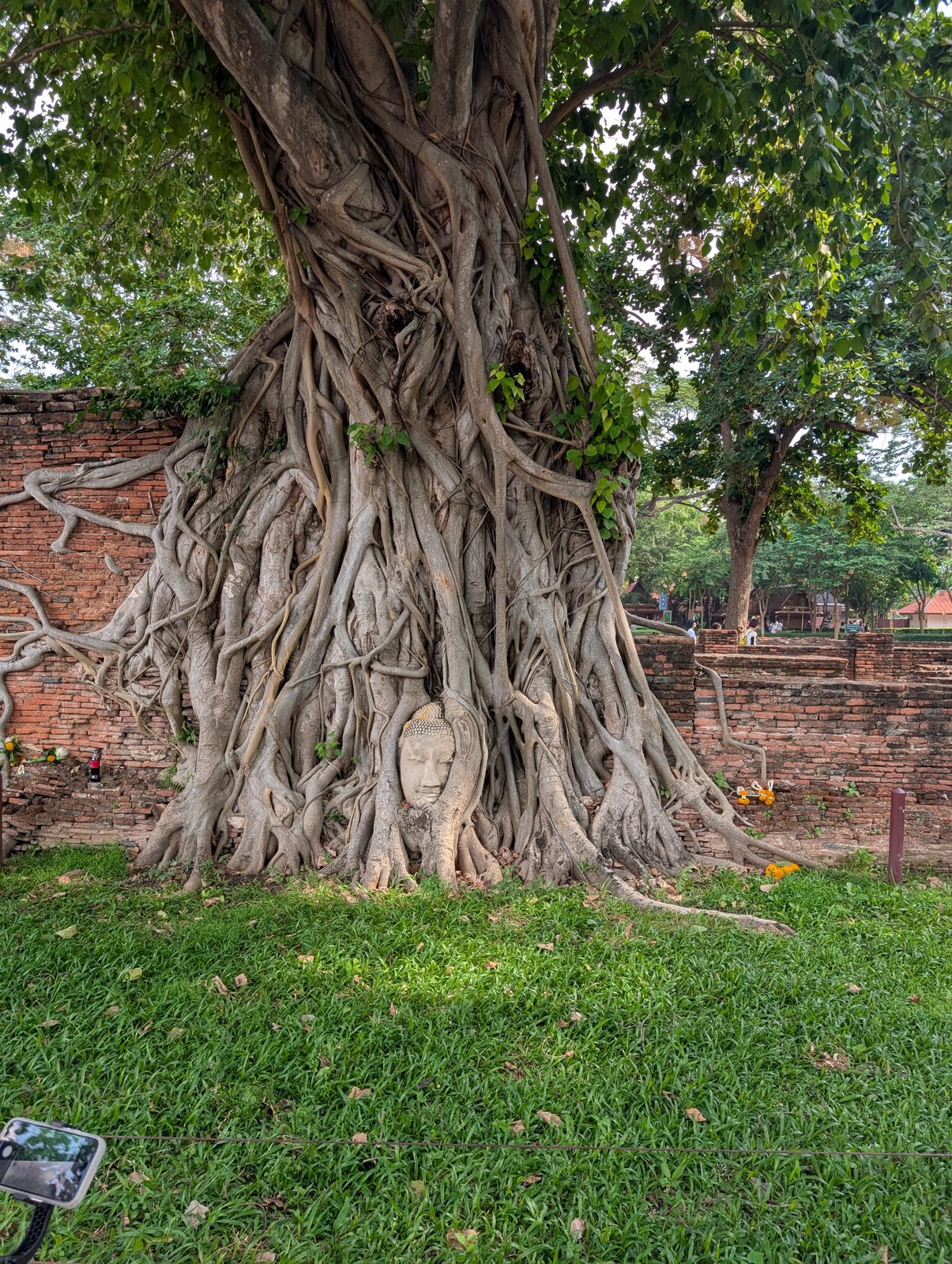 境内に根を張る大木 A great banyan tree in the temple grounds, Ayutthaya